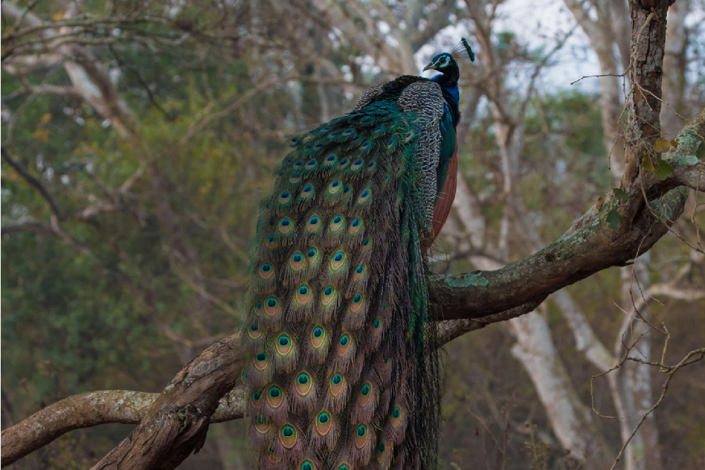 peacock