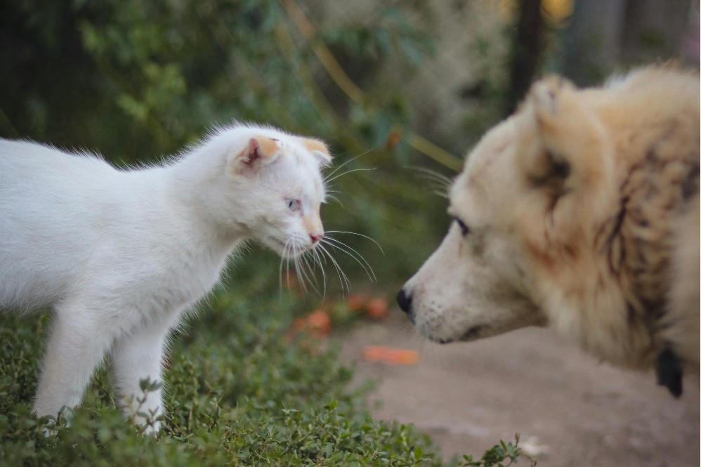 Pet communication without words