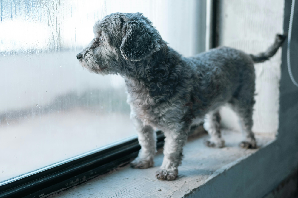 pet separation anxiety