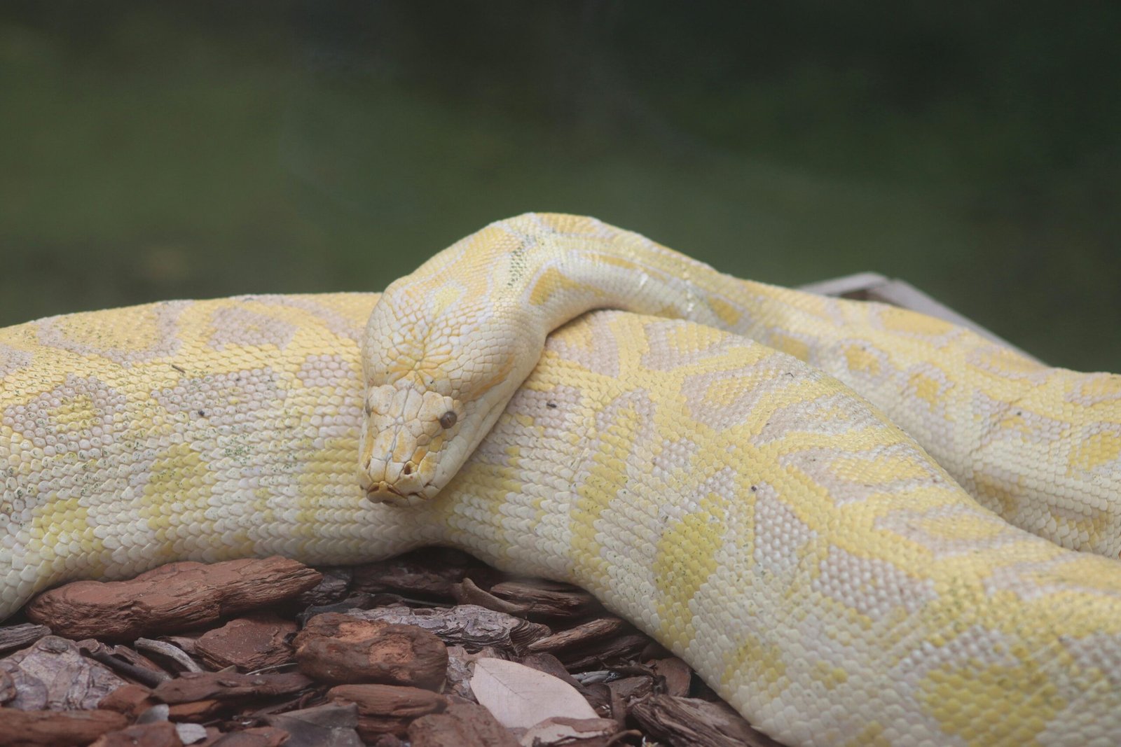 Python Snake