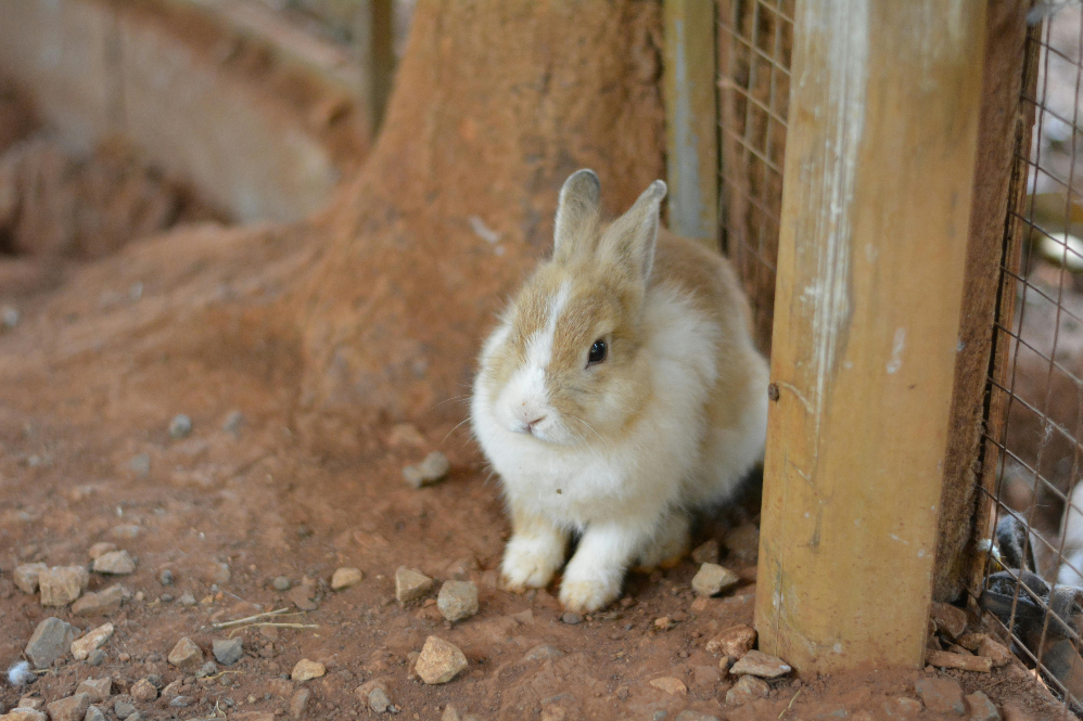 rabbit as a pet mammal