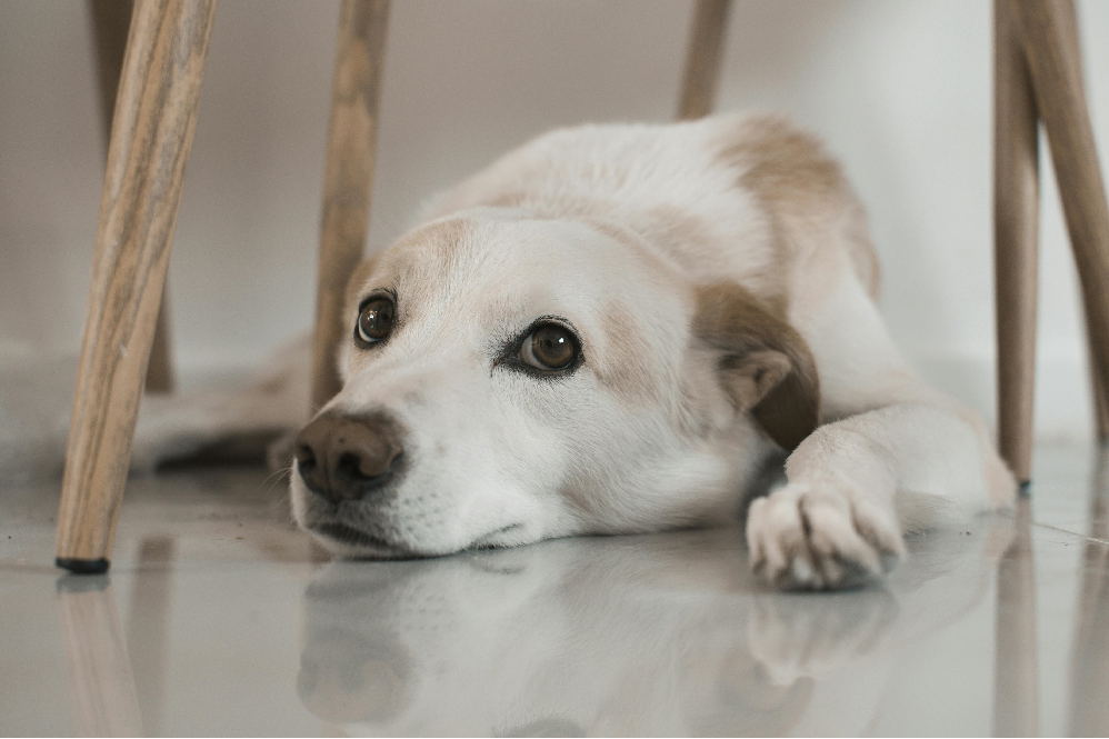 Dog Stress Signs