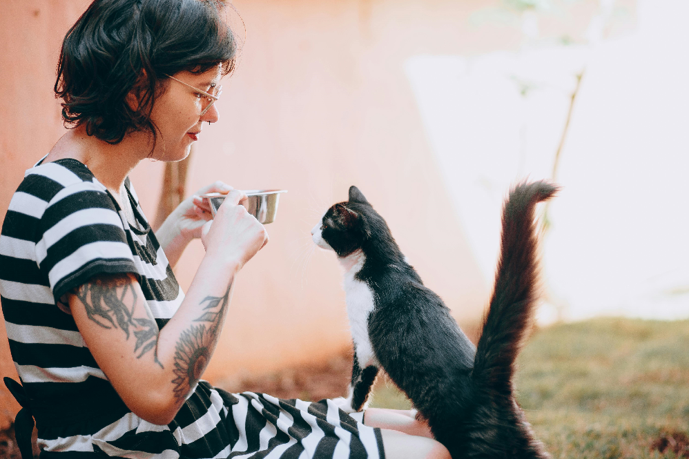 High Protein Cat Food