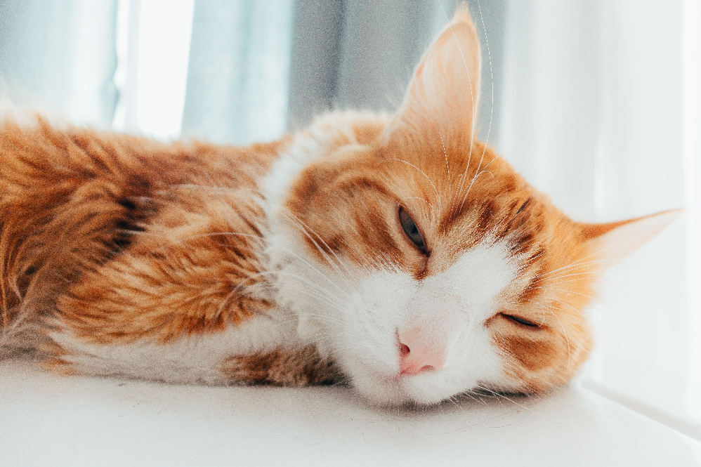 Signs Your Cat Is Sick