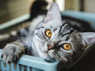 Pet Health & Wellness tips for cats