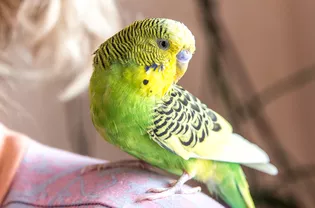 Pet Health & Wellness tips for birds