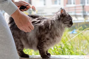 Pet Health & Wellness tips for cats