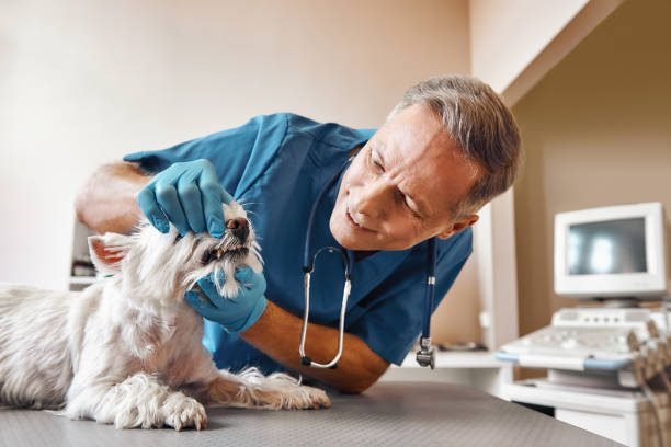 Pet Health & Wellness tips for dogs