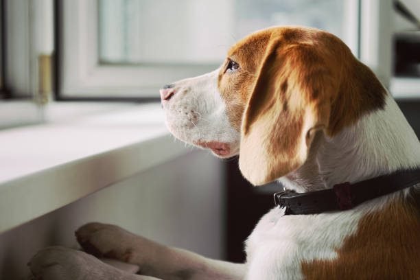"Curious Beagle dog looking out an open window | PetNatureHub"