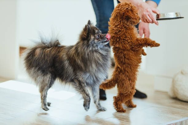 "Pomeranian and red poodle toy dog waiting to eat in living room | PetNatureHub"