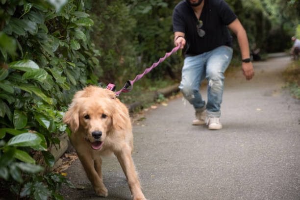 "Hispanic young man walking his golden retriever in a public park | PetNatureHub"