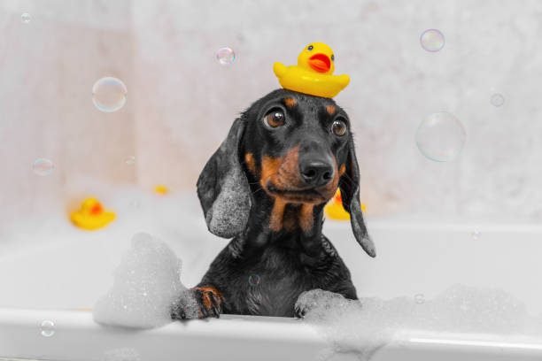 "Cute wet dog in bathroom with rubber duck on head and soap bubbles | PetNatureHub"