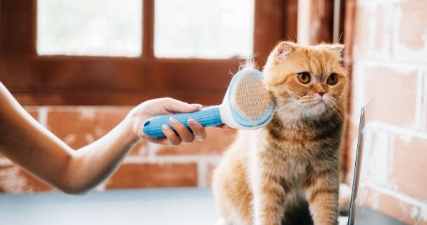 Pet Health & Wellness tips for cats