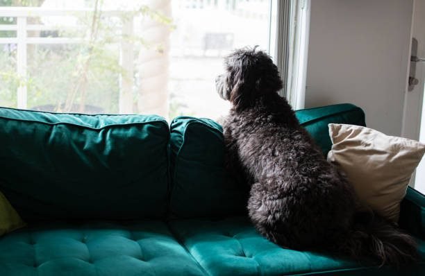 "Puppy sitting alone at the window | PetNatureHub"