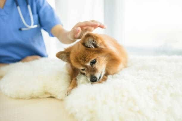 "Veterinarian petting a happy dog during checkup | PetNatureHub"