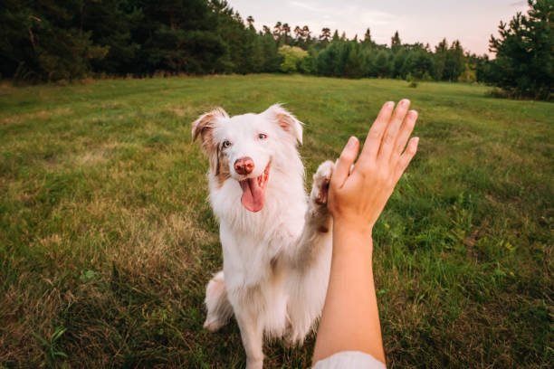 "Dog giving paw to woman in high five gesture | PetNatureHub"