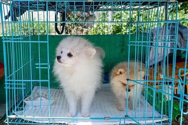 "Dogs resting safely in a cage | PetNatureHub"