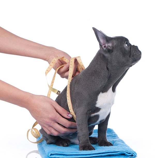 “Pet Nutrition: Fresh organic meals for dogs and cats”