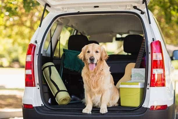 "Domestic dog sitting safely in the car trunk | PetNatureHub"