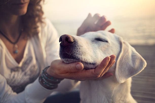 "Owner gently caressing her dog | PetNatureHub"