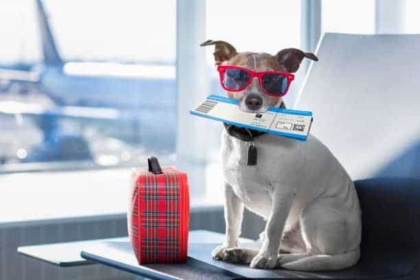 "Dog at airport ready for travel | PetNatureHub"