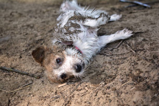 “Pet Nature Hub Natural Pet Care”