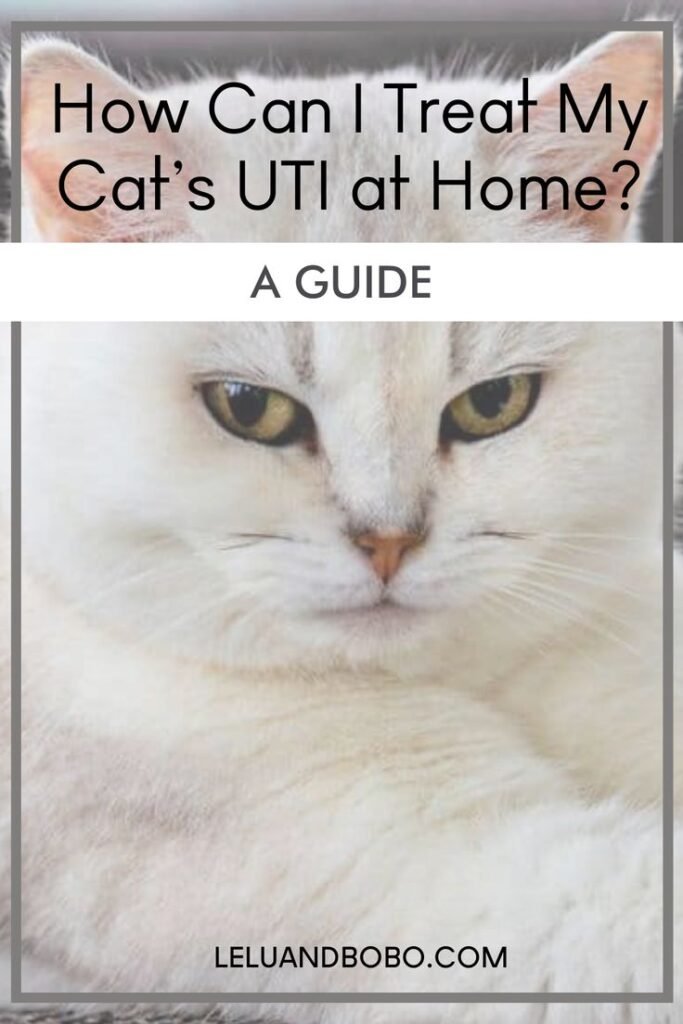 Cat URI Symptoms & Behavior — Best Home Treatment Guide