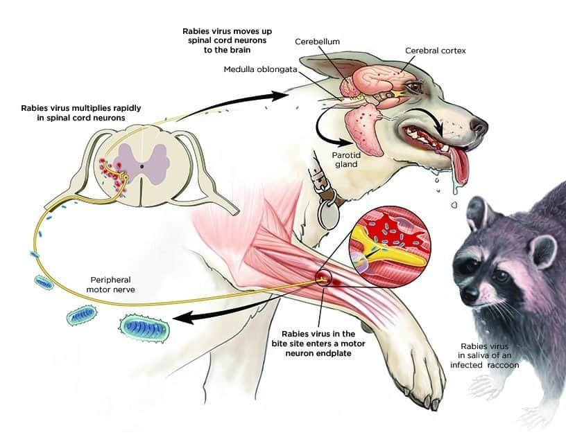 Rabies in dogs nutrition