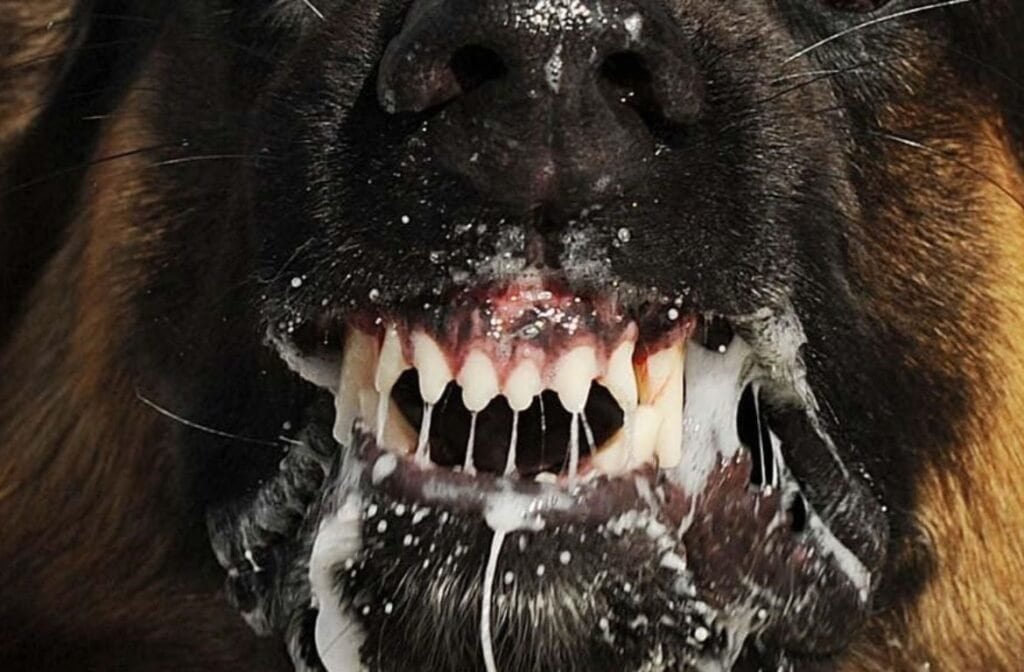 “Dog receiving rabies vaccine from veterinarian | PetNatureHub"