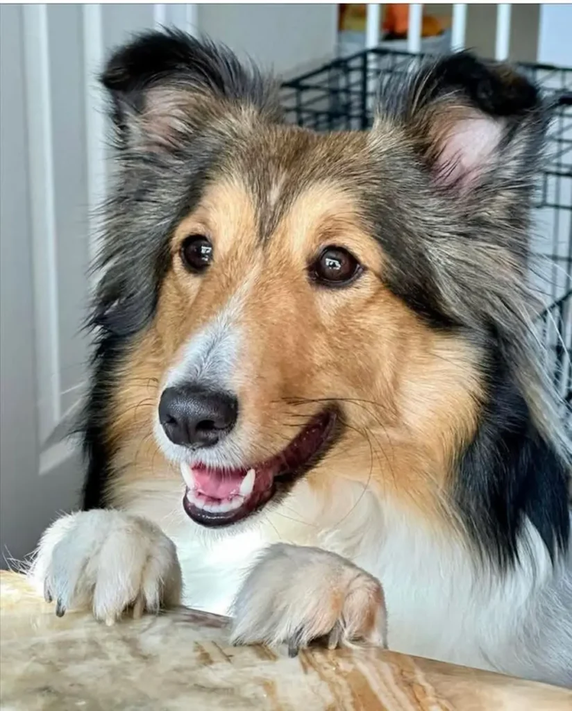 dogs affected by rabies