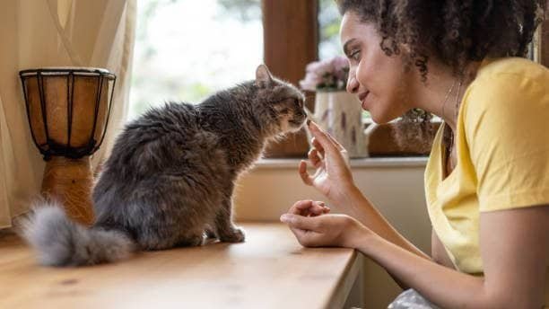 natural pet care tips for healthy dogs and cats at home