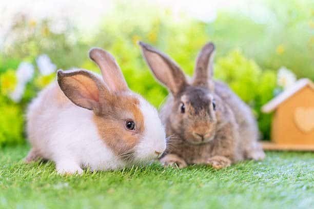 Rabbit Care Guide​