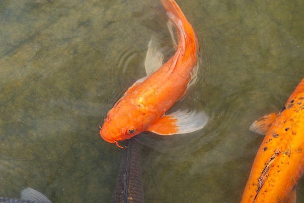 alt="Fish Health Guide 2025 - Vibrant and Healthy Aquarium Fish"