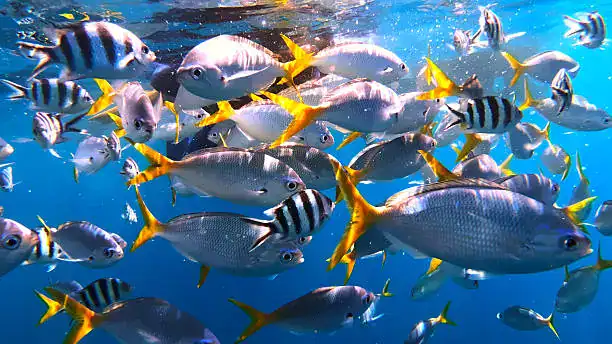 Fish Nutrition Guide 2025 – Healthy Aquarium Fish