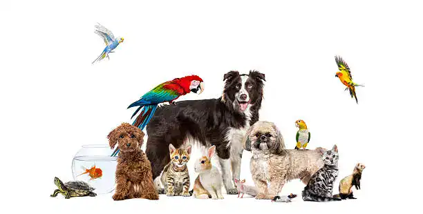 Various pets including dogs, cats, rabbits, and birds in one frame | About Pet Nature Hub