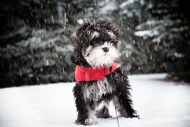 Puppy care in cold UK weather with warm blanket indoors