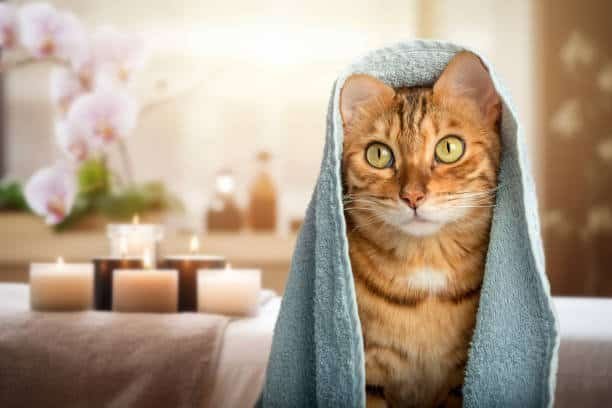 "natural treatment for cat skin to reduce flea irritation and redness"
