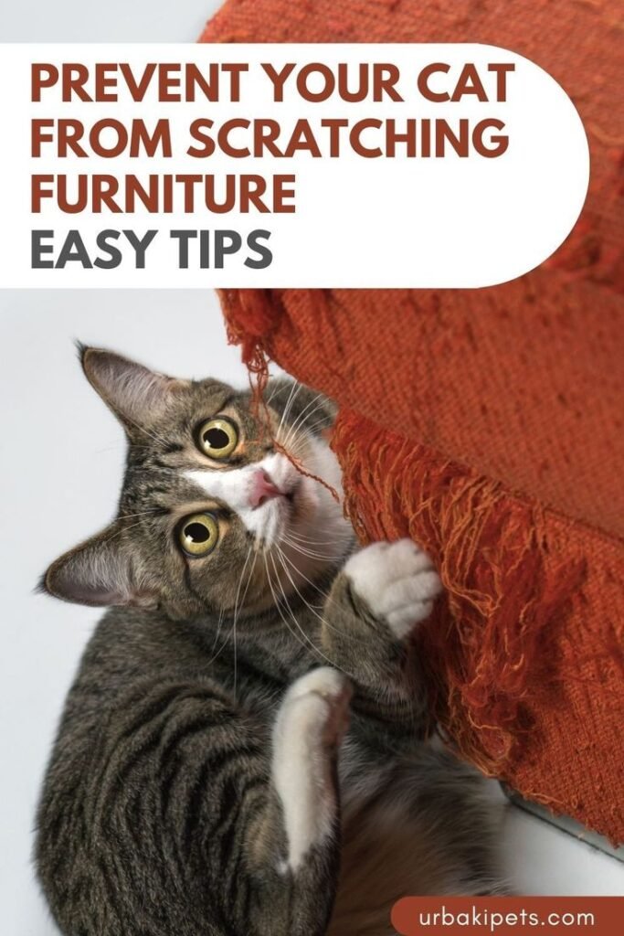 how to get a cat to stop scratching furniture