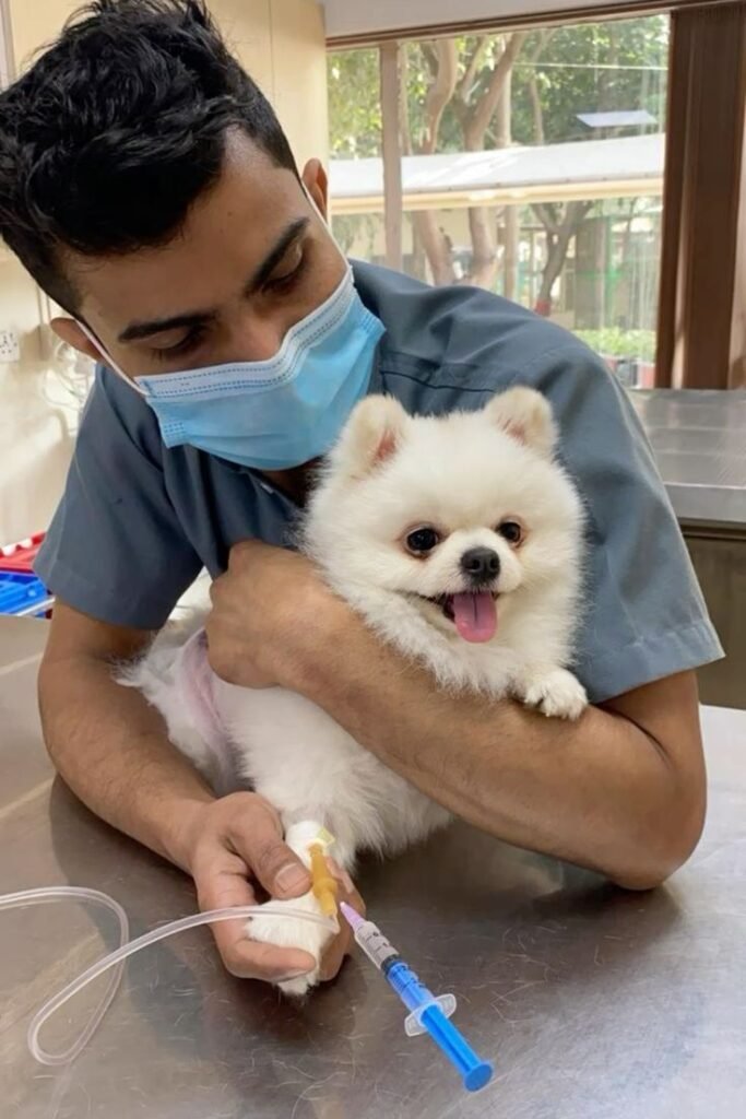 Dog receiving rabies vaccination from veterinarian to follow dog vaccination schedule and prevent serious diseases like parvovirus and distemper