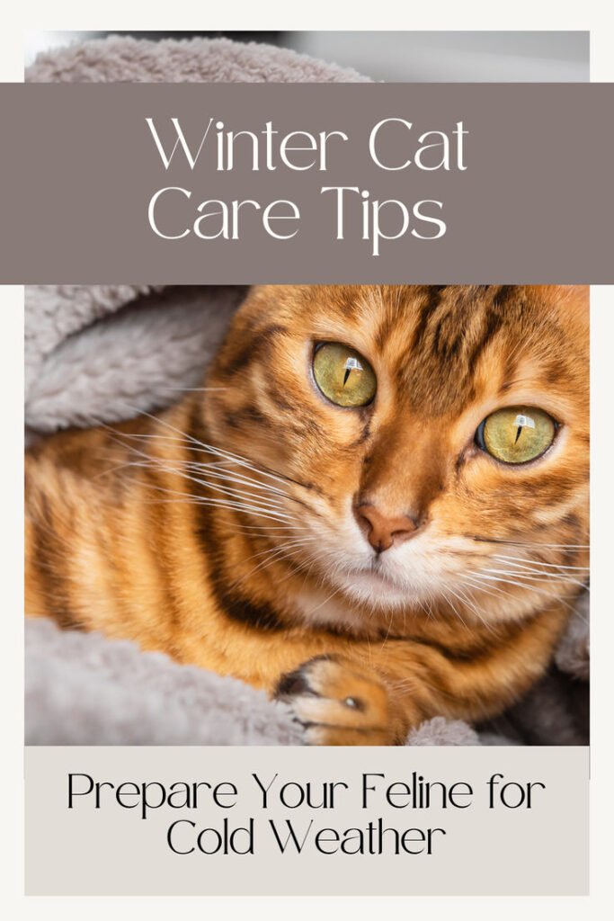 How to Care for Pets in Winter