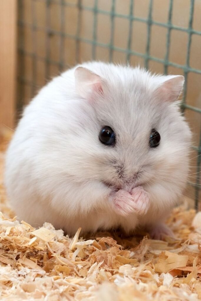 Hamster Cage Setup Guide