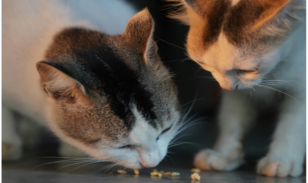 Diet for Cats with Feline Upper Respiratory Infections