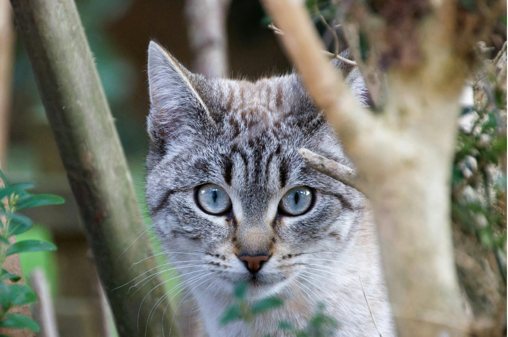 Hidden Pet Dangers
