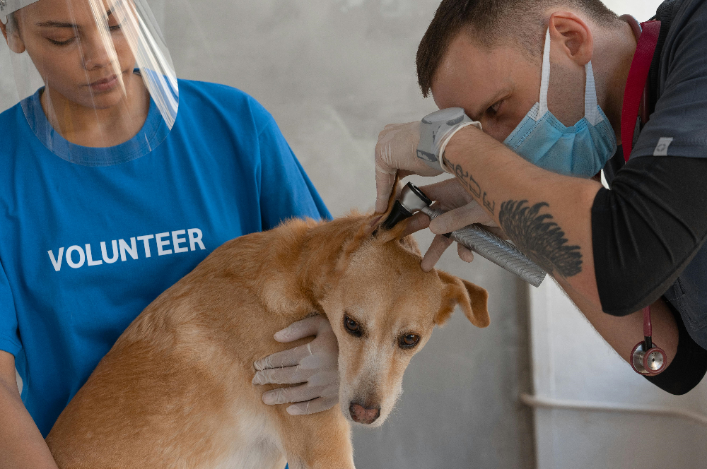 Pet First Aid Basics