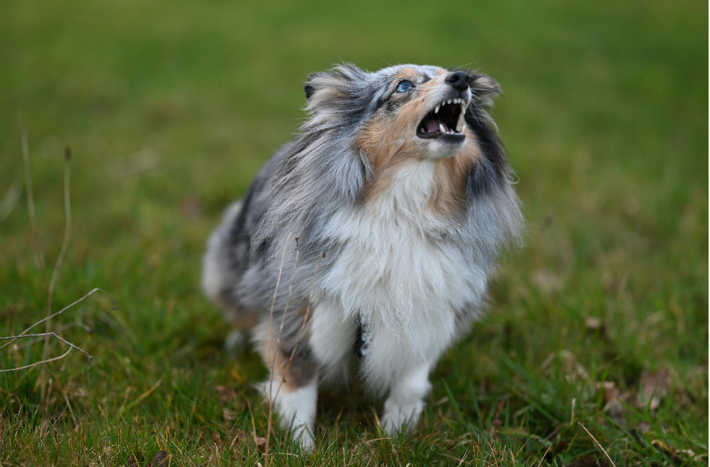 dog stop barking at night