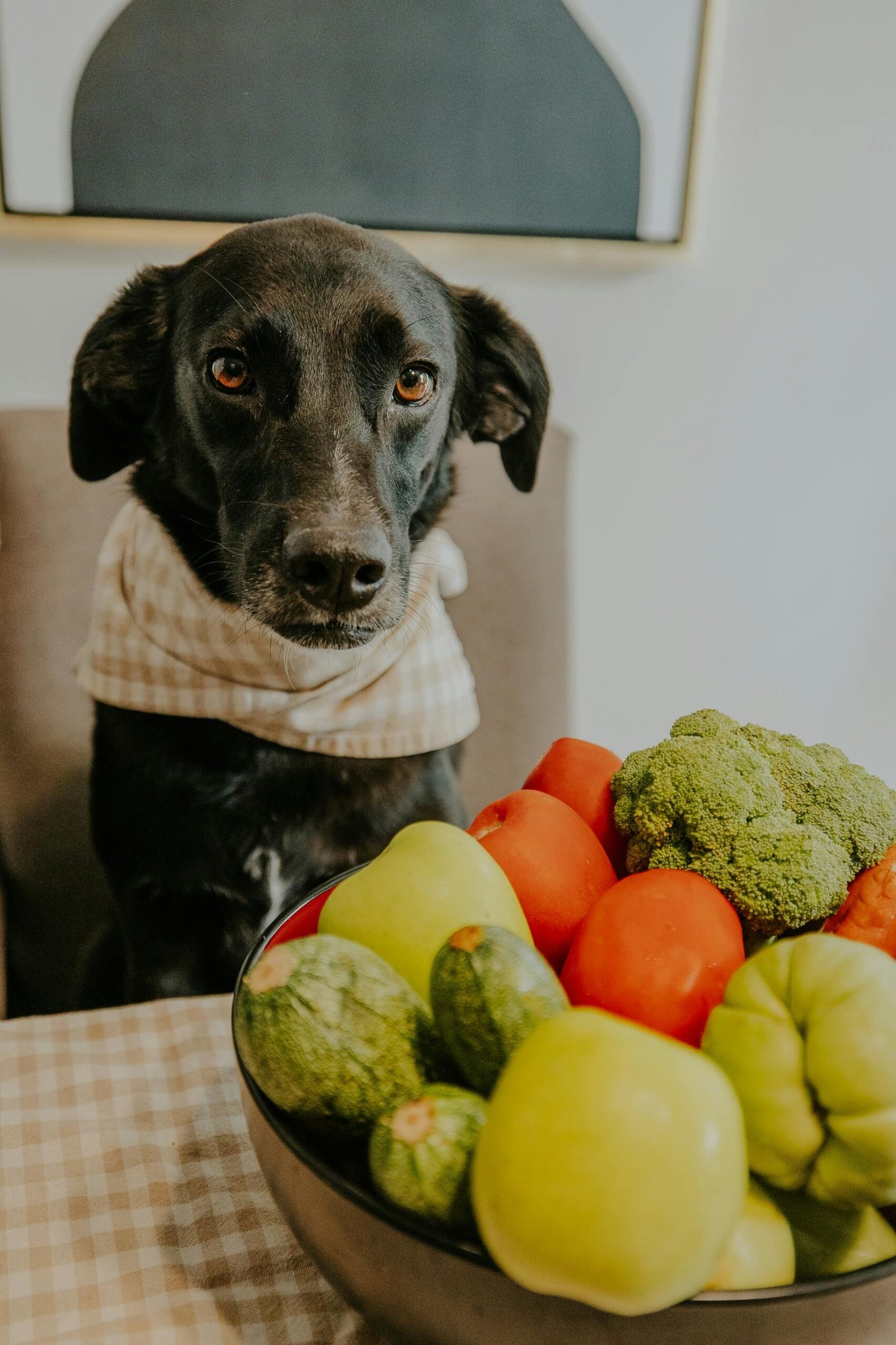 best diet for healthy pets