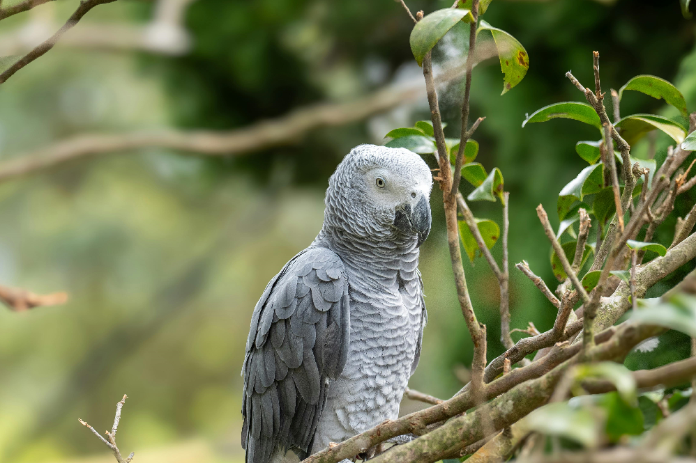 African Grey Parrot