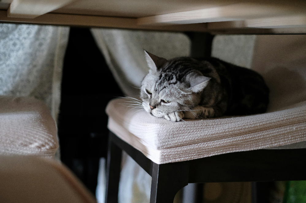 American Shorthair cat