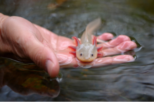 Are Axolotls Good Pets