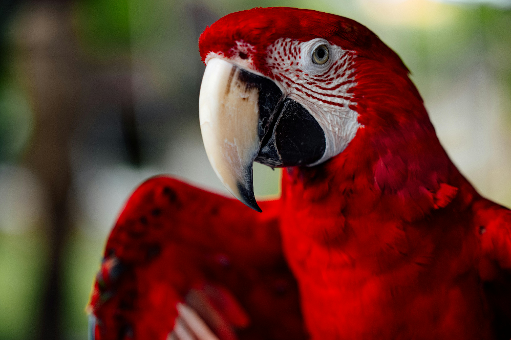 Best Talking Pet Birds for Beginners